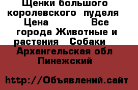 Щенки большого (королевского) пуделя › Цена ­ 25 000 - Все города Животные и растения » Собаки   . Архангельская обл.,Пинежский 